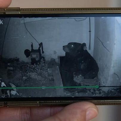 Ursos sob casas na Califórnia passam de caso isolado a tendência