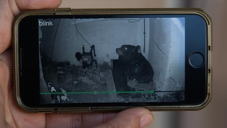 Ursos sob casas na Califórnia passam de caso isolado a tendência