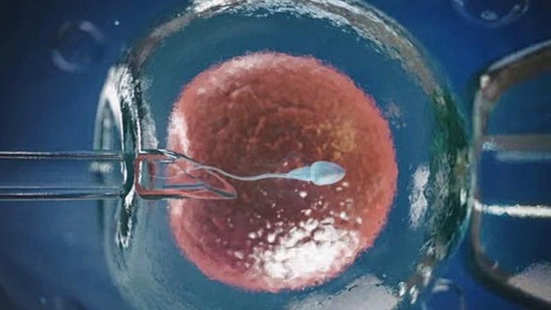 Descoberta em defeitos de óvulos pode amenizar oscilações da FIV