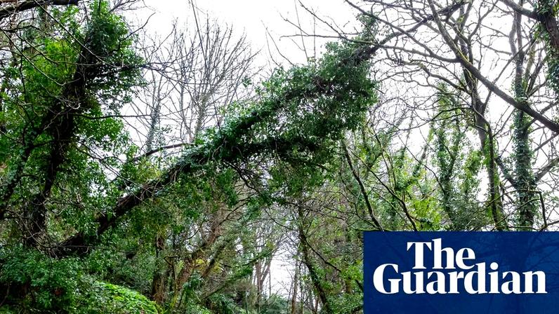 People inspect fallen trees in Cucurrian, Cornwall, where residents were left without water, road access and internet by Storm Goretti earlier this month.