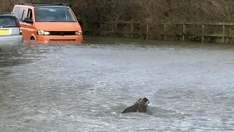 The badger was attempting to cross Slyers Lane, in Dorchester, which has now been closed