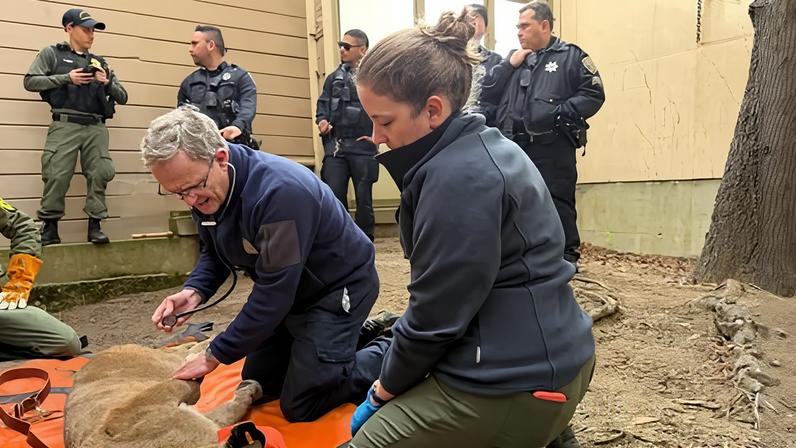 Dr. Adrian Mutlow, left, chief veterinarian at the San Francisco Zoo, examining a mountain lion after it was tranquilized on Tuesday in San Francisco.