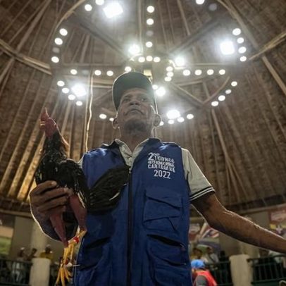 Colômbia avança para banir rinhas de galos; noite sangrenta em Cartagena