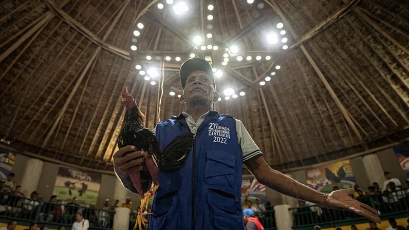 One of the evening’s judges asks the people in the VIP area if they will place bets on the rooster he is holding in the Santa María cockfighting arena 8 October 2025. Photograph: Ever Mercado/The Guardian