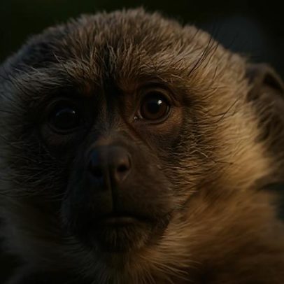 Moradores de St. Louis relatam macacos nas ruas