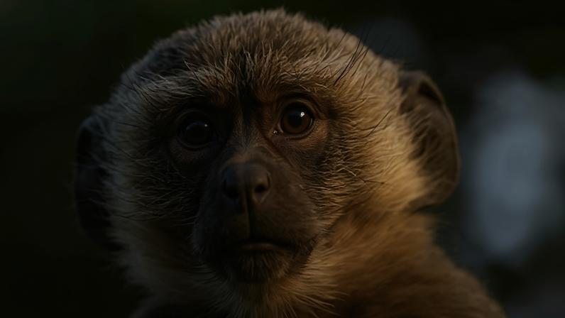 A vervet monkey, like those spotted in St Louis, Missouri, in the Democratic Republic of the Congo.