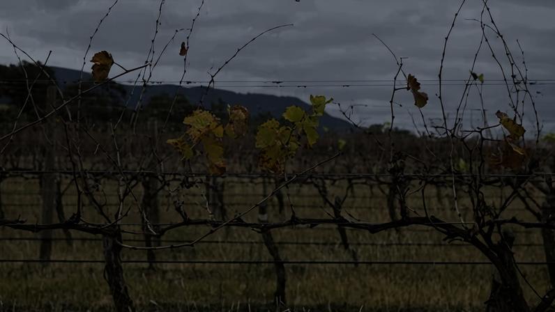 NSW deputy state coroner has handed down findings into the death of 21-year-old Jerwin Royupa, a trainee at a winery.