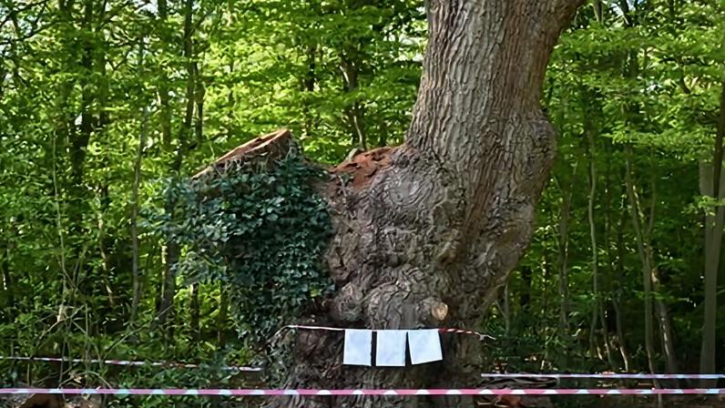 Enfield council said the ‘centuries-old tree, sometimes known as the Guy Fawkes oak, was an irreplaceable part of Enfield’s natural heritage’. Photograph: James Veysey/Rex/Shutterstock
