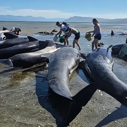 Seis baleias morrem após encalhe em praia remota da Nova Zelândia