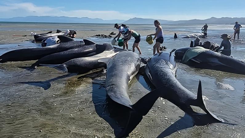 Project Jonah New Zealand Volunteers surround nearly a dozen pilot whales, pouring buckets of water to keep them cool