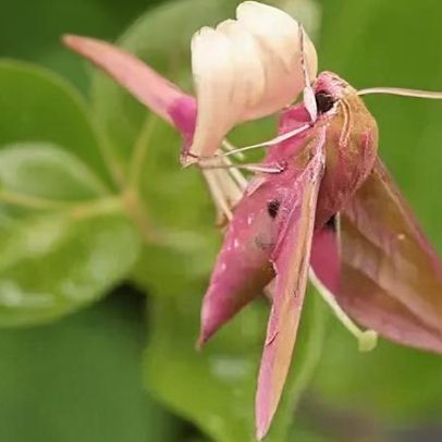 Consulta sobre proteção de vida selvagem é prorrogada