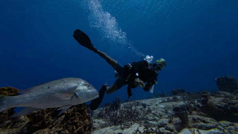 A diver swims through a coral reef near the Island of Cozumel, Mexico