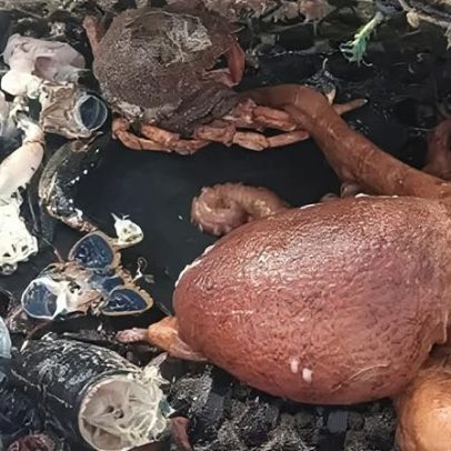 Boom de polvo reduz £500 mil nas capturas de frutos do mar
