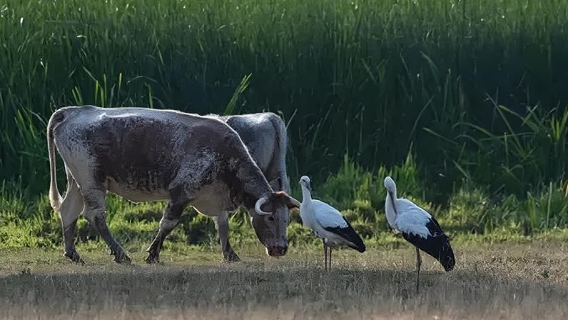 Animals including longhorn cattle and storks have been introduced at Knepp