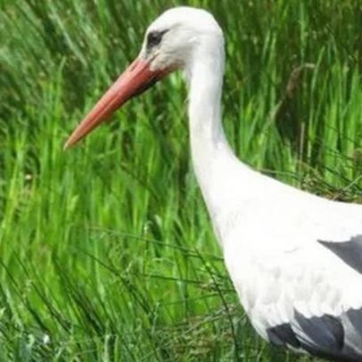 Cegonhas-brancas retornam a Londres após séculos