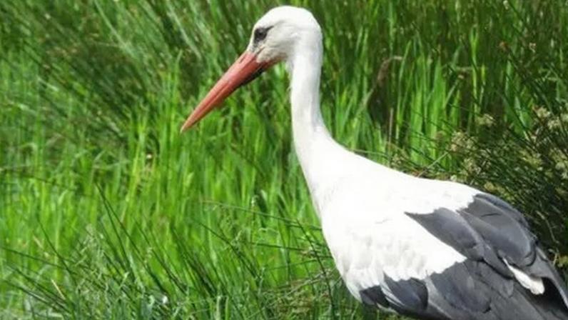 Derek Gow Consultancy A white stork is seen in front of some grass