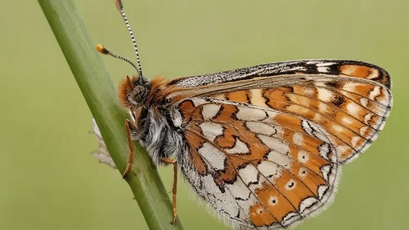 Números de borboletas raras atingem níveis recordes