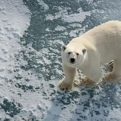 Ursos polares em ilhas da Noruega parecem mais saudáveis, mesmo com menos gelo