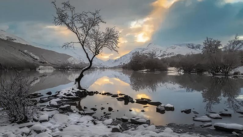 Árvore solitária é a mais famosa do País de Gales, destino inevitável