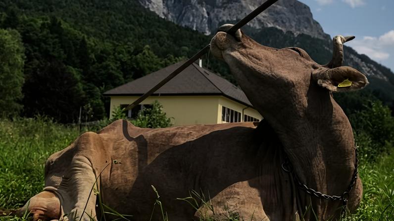 Veronika scratching her back with a stick.