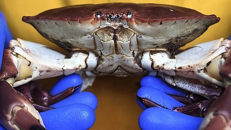 Cromer crabs are a renowned seafood caught on the chalk reefs off north Norfolk