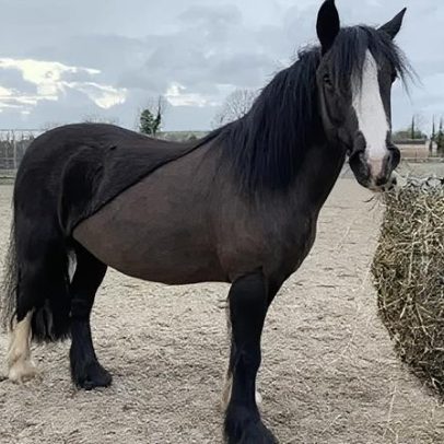 Temem maus-tratos a cavalos com o feno a dobrar de preço