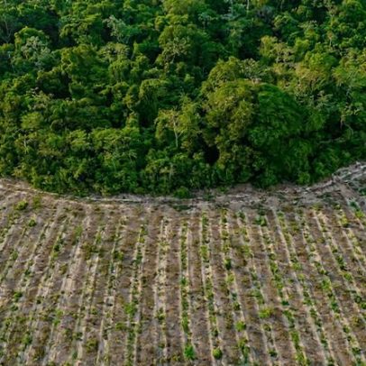 Créditos de carbono por plantio de florestas podem ajudar restauração no Brasil