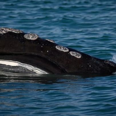 Nascimento da baleia-franca do Atlântico Norte aumenta, extinção persiste