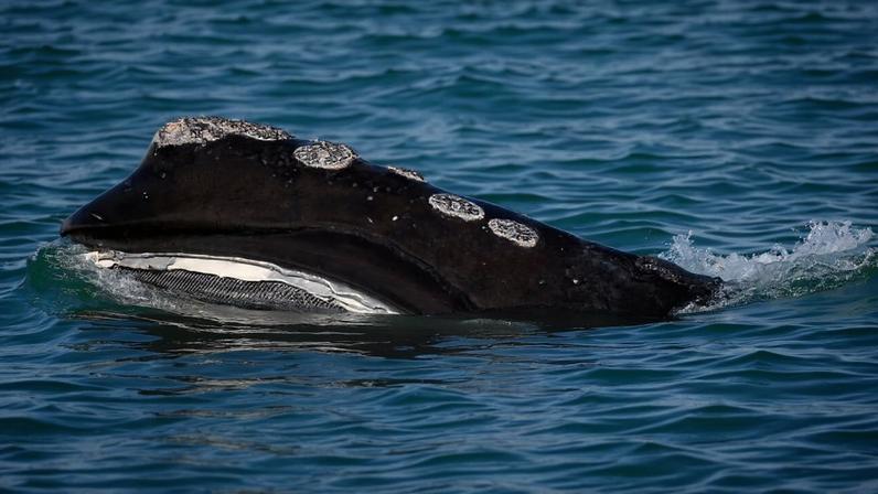 Nascimento da baleia-franca do Atlântico Norte aumenta, extinção persiste