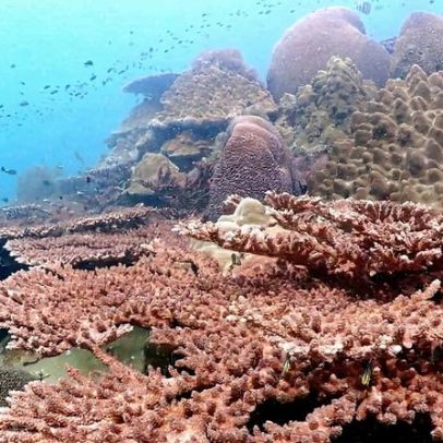 Avaliação de recifes costeiros aponta queda de complexidade na Tailândia