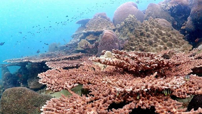 Corals in Thailand