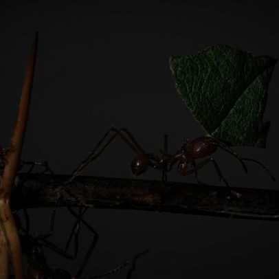 Formigas precisam de proteção urgente no comércio global, dizem conservacionistas