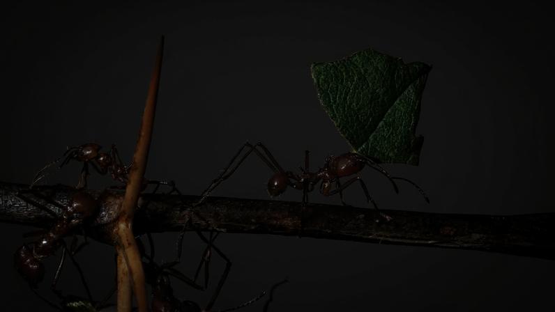 Formigas precisam de proteção urgente no comércio global, dizem conservacionistas