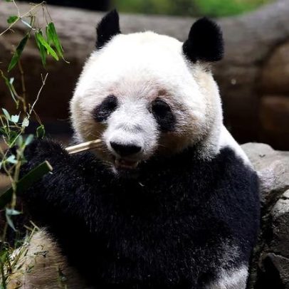 Multidões visitam o zoológico de Tóquio para ver pandas antes de partirem para a China