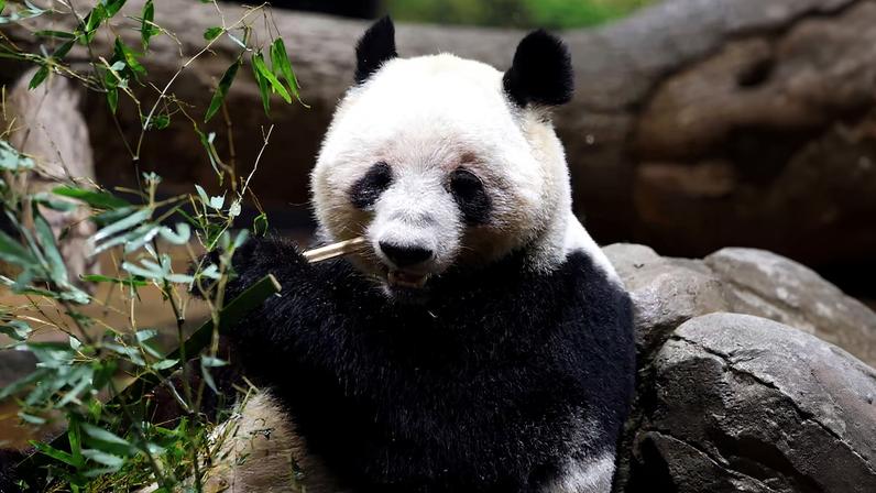 Visitors flock to see giant pandas Xiao Xiao and Lei Lei at Ueno Zoo during the last viewing day before the planned return of twin giant pandas to China in Tokyo