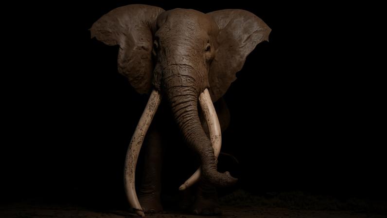 A vida longa de Craig revela lições para a conservação de elefantes