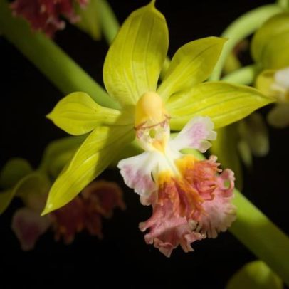 Dados botânicos em Mianmar ameaçam flora única; estudo recomenda cooperação