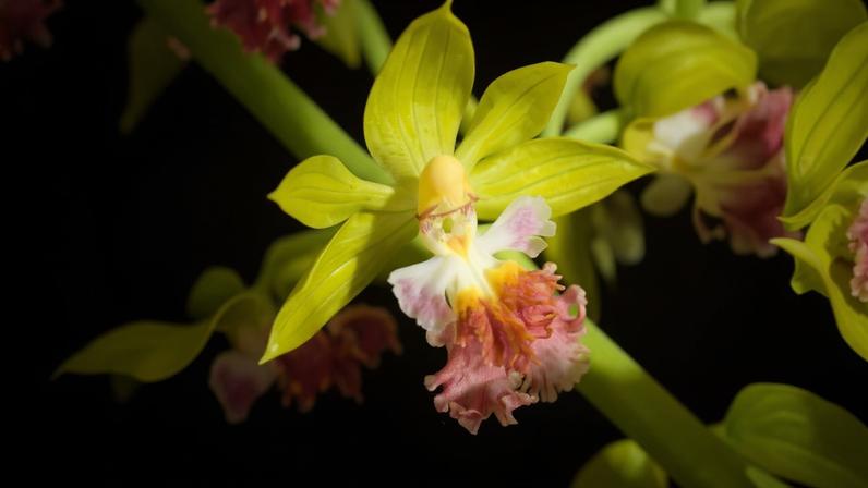 Orchid