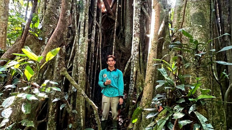 Topik, a local guide in Sungai Utik, West Kalimantan, next to the extensive aerial roots of a strangler fig. Image courtesy of Ditro Wibisono Wardi Parikesit.