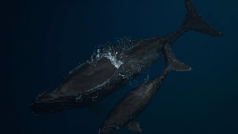 A North Atlantic right whale with calf. Image via Wikimedia Commons (Public domain).