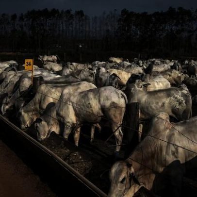 Pecuária brasileira enfrenta desafios em 2026 envolvendo China e ciclo do boi