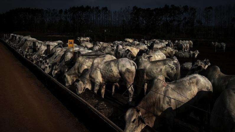 Para Guilherme Jank, da Datagro, a pecuária brasileira entra em uma fase decisiva do ciclo: as margens ainda são confortáveis, mas já não são sustentáveis nesses patamares no médio prazo