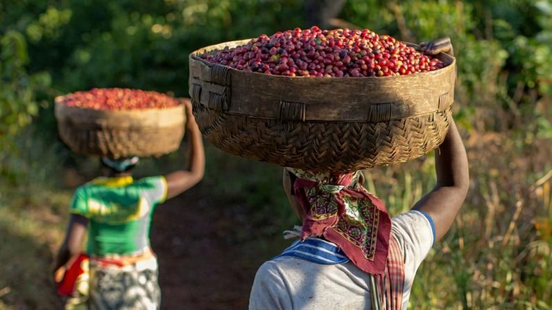Coffee harvest inside Gorongosa National Park, Mozambique. Image courtesy of Brett Kuxhausen.