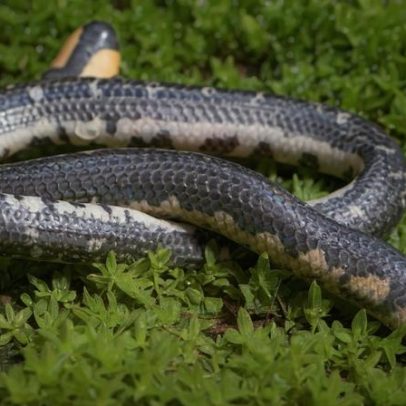 Nova espécie de cobra escavadora descrita em fazenda de café na Índia