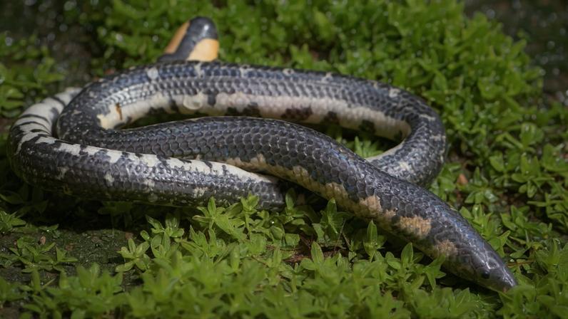 Nova espécie de cobra escavadora descrita em fazenda de café na Índia