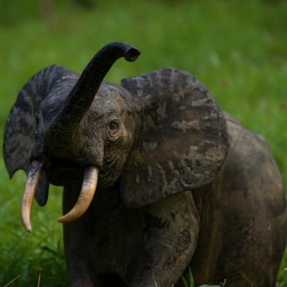 Caça furtiva cai, porém ameaças aos elefantes da floresta persistem