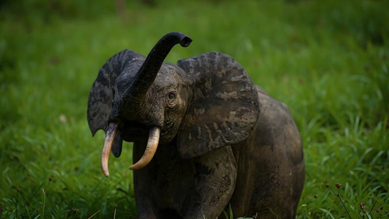 A forest elephant near Ngounié, Gabon. Image by marcusgmeiner via iNaturalist (CC BY-NC 4.0)