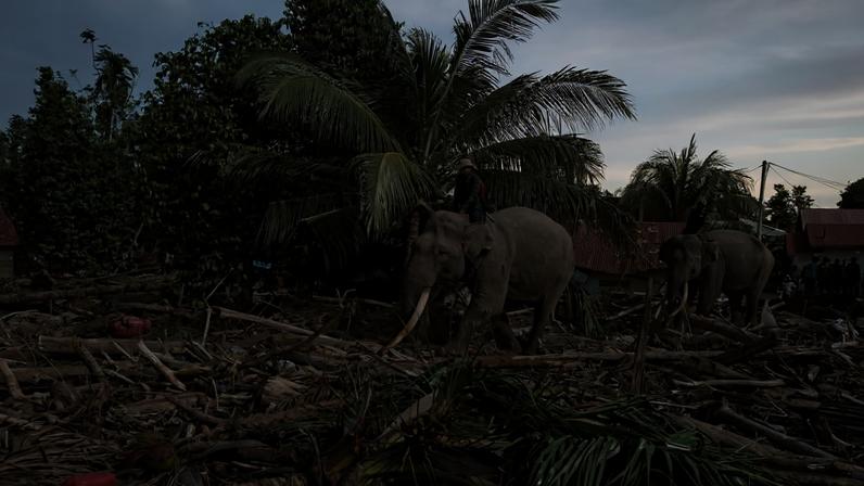 Tame Sumatran elephants were brought in to help clean up flood-affected residential areas in Meunasah Bie village, Meurah Dua district, Pidie Jaya.