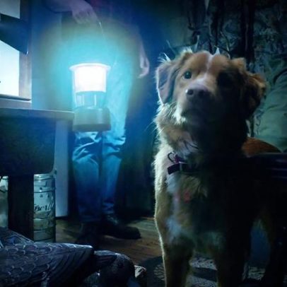 Cão vence prêmio de atuação superando Alison Brie e Ethan Hawke
