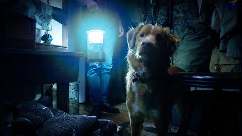 Cão vence prêmio de atuação superando Alison Brie e Ethan Hawke